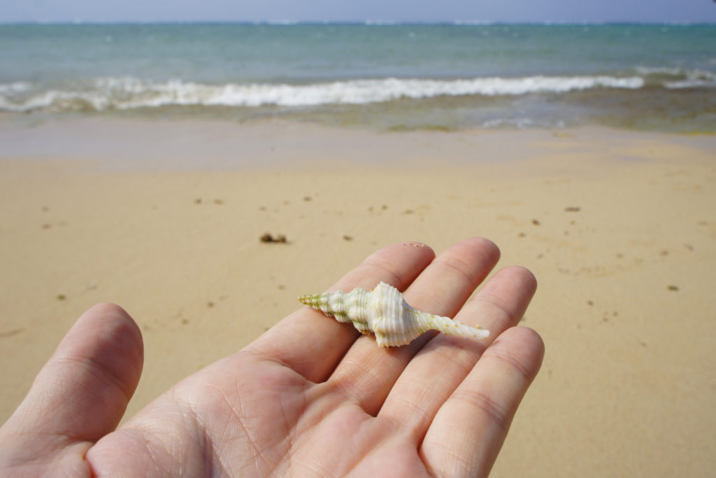 石垣のビーチの貝