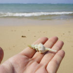 海と貝殻