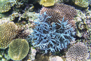 石垣島北部の珊瑚
